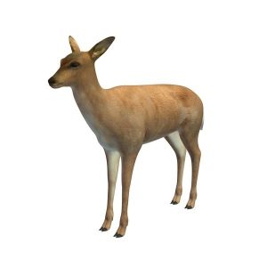 White Tailed Deer